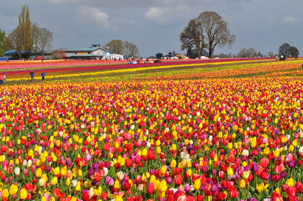 Fields of colors at the Wooden Shoe Tulip Farm