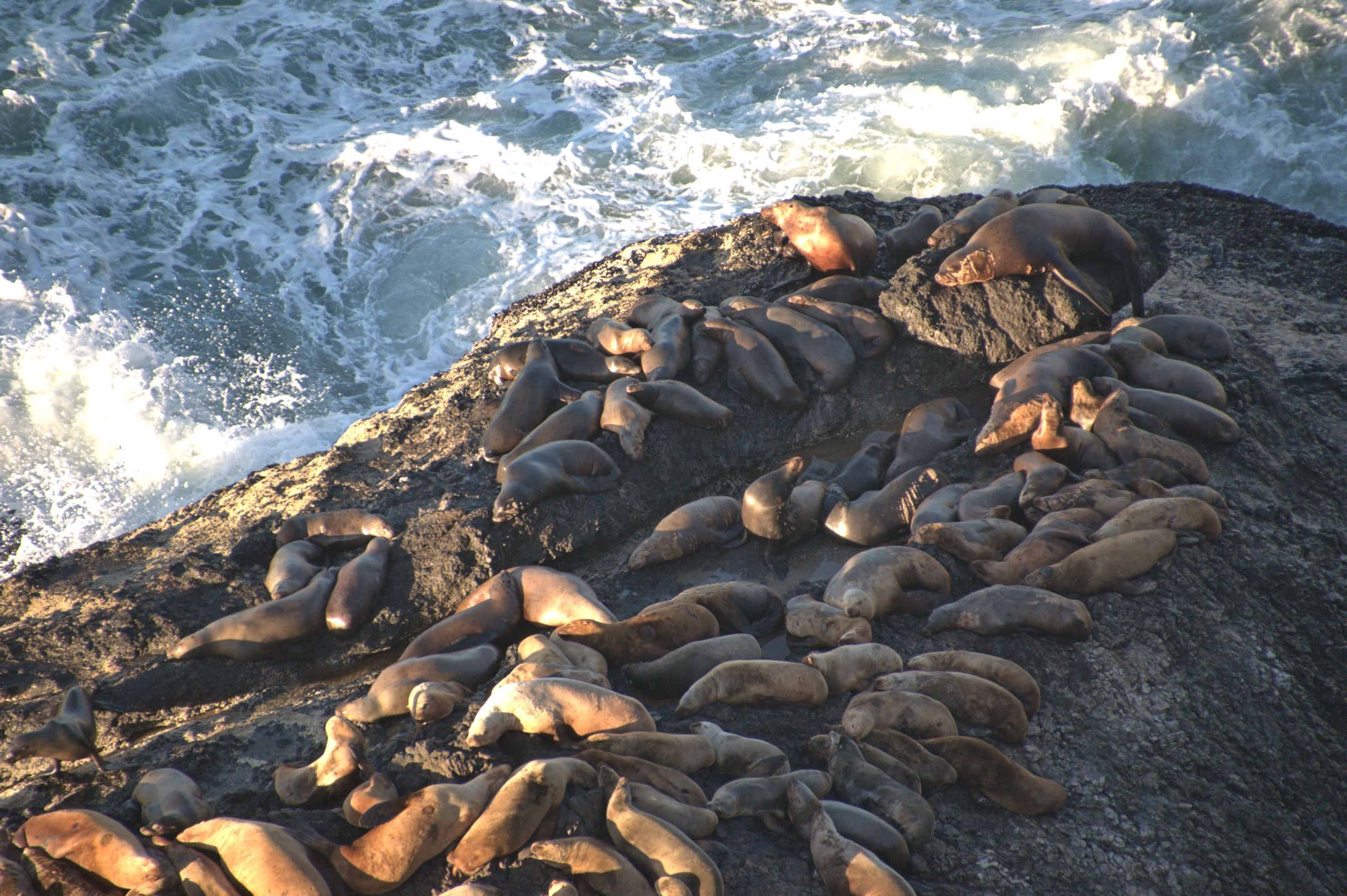 Sea lions crowd the rocks below Highway 101 