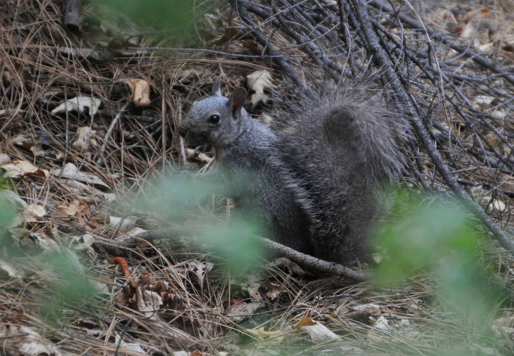 Gray squirrel looks at me