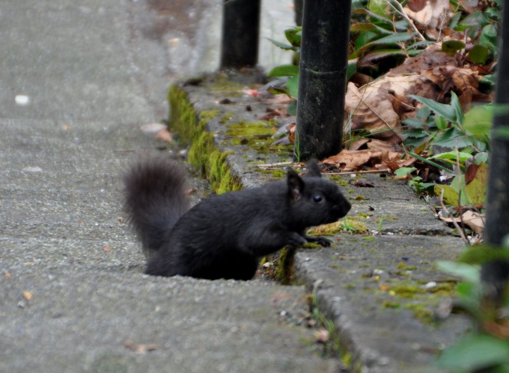 When the Crazy Squirrel Lady travels, she notices the foreign squirrels. This handsome black critter caught my eye.
