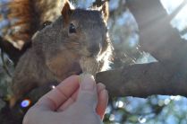 I fed my backyard squirrels from my hand.
